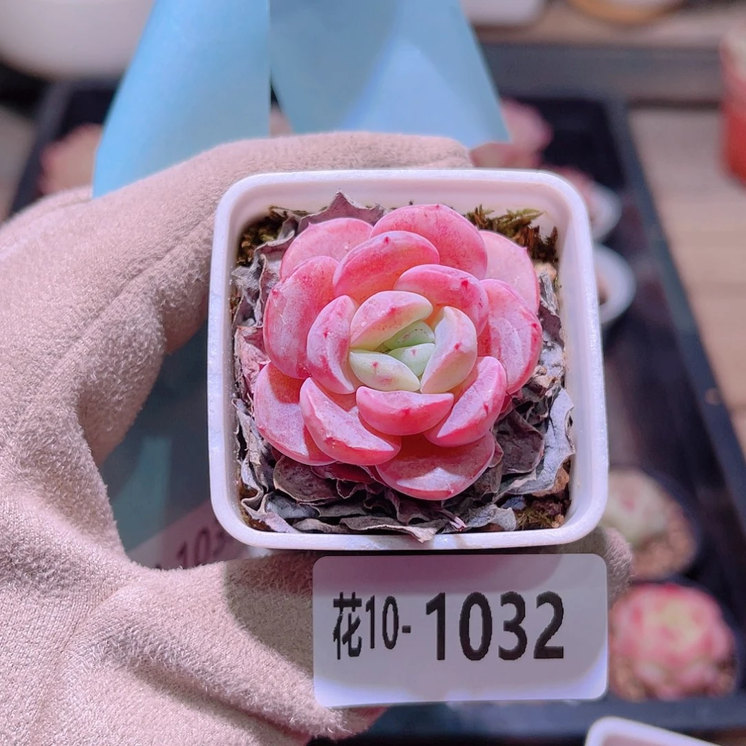 花利美10-1032白纱