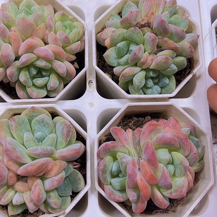 k18群19包邮多肉植物