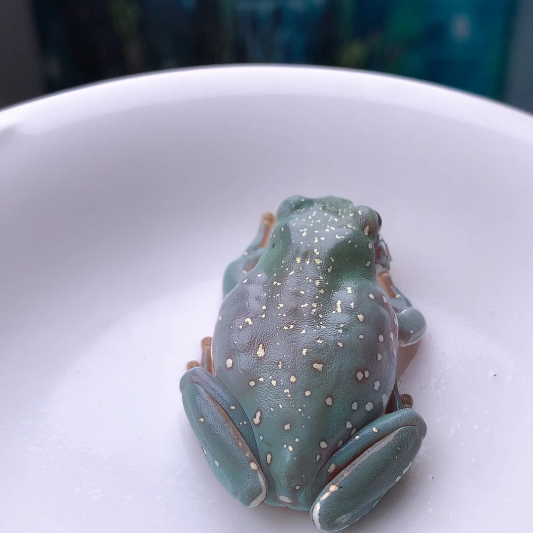 老爷树蛙13号背影杀暴雪精品！脸丑丑捡漏