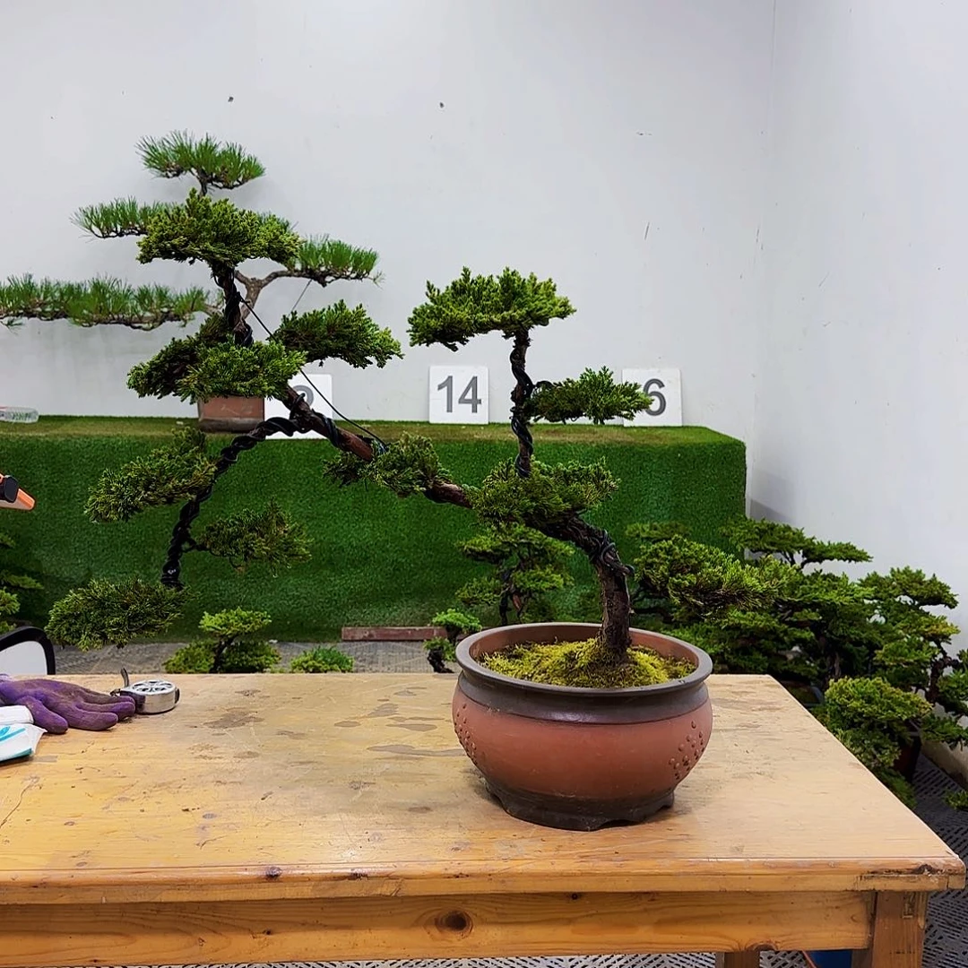 A****n盆景盆景盆景盆景