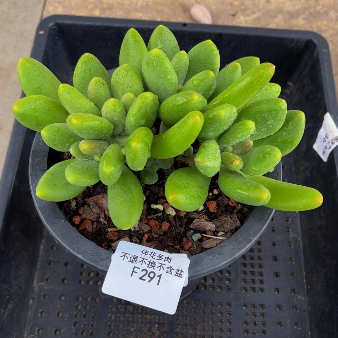 291-kk奶老桩多肉14cm