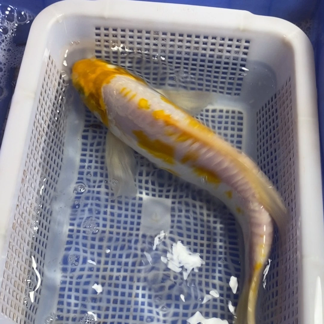 锦鲤冷水锦鲤包邮