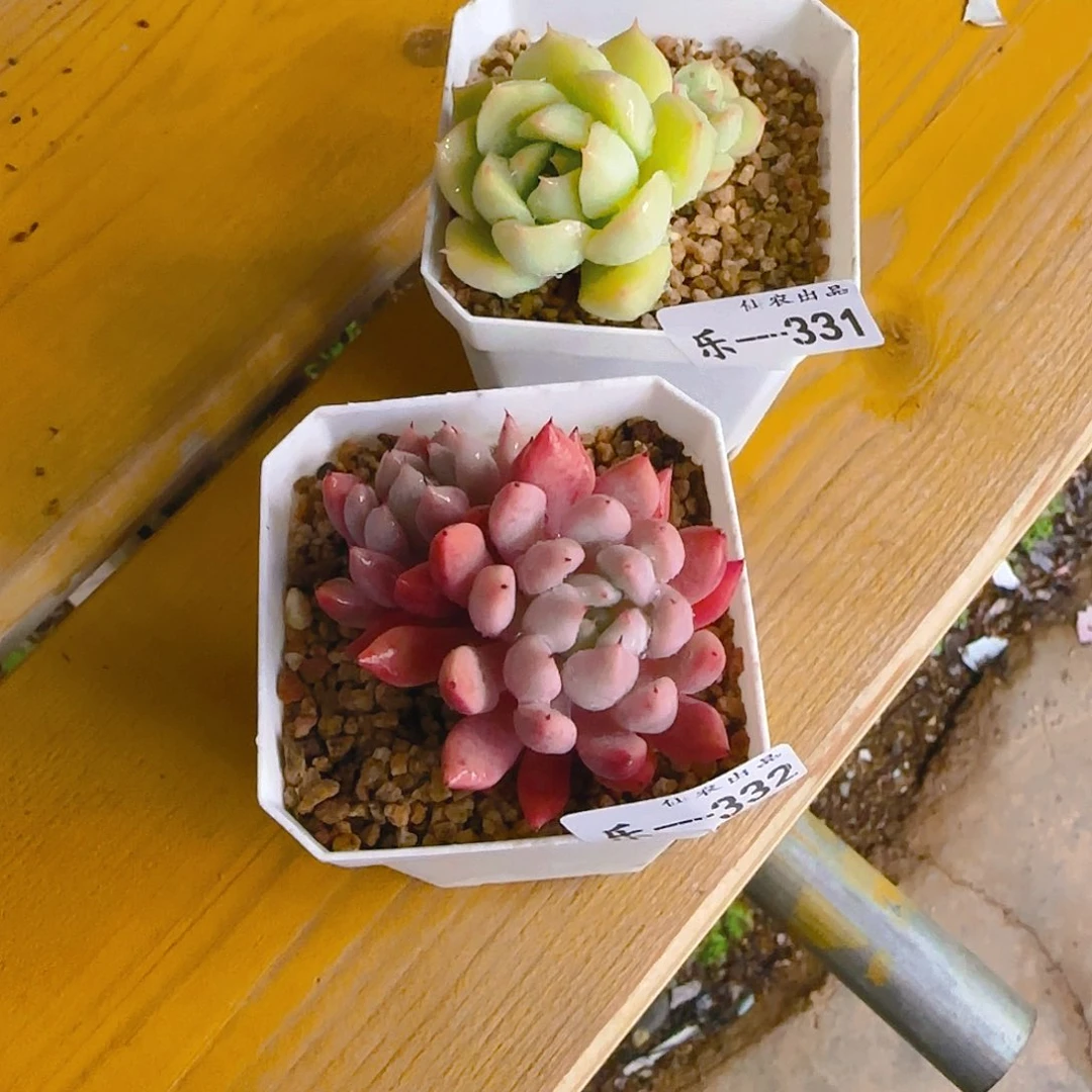 李*尘两个，331、332，仙农出品，