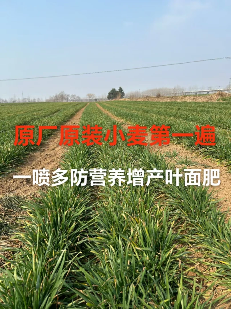 原厂原装十亩地小麦一喷多防营养增产高产套餐水溶肥