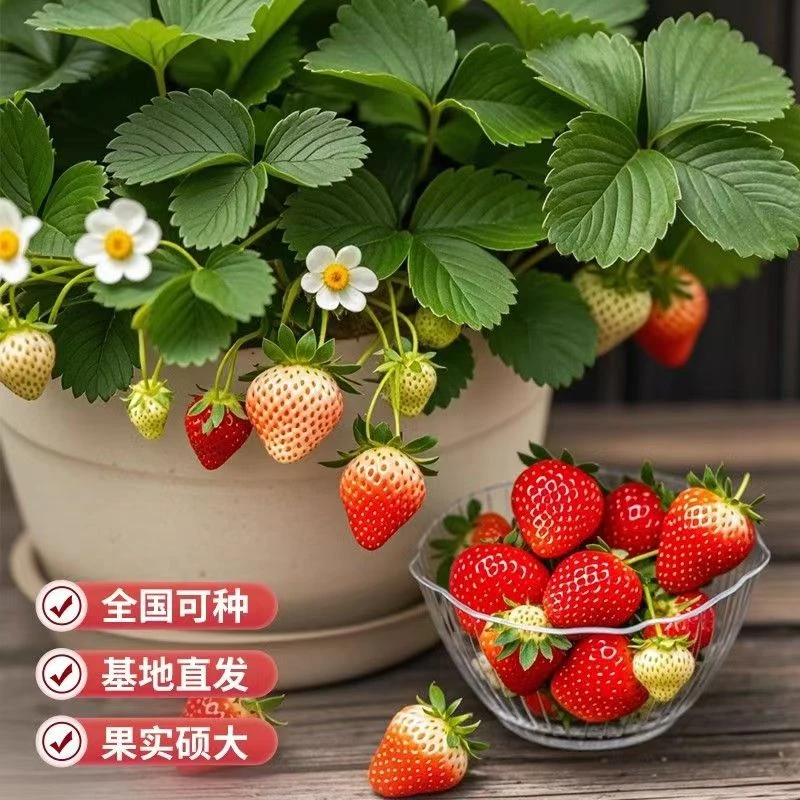 新品草莓苗越王/徽黄/冰糖心/盐莓粉玉/建德红/真红美玲/草莓苗