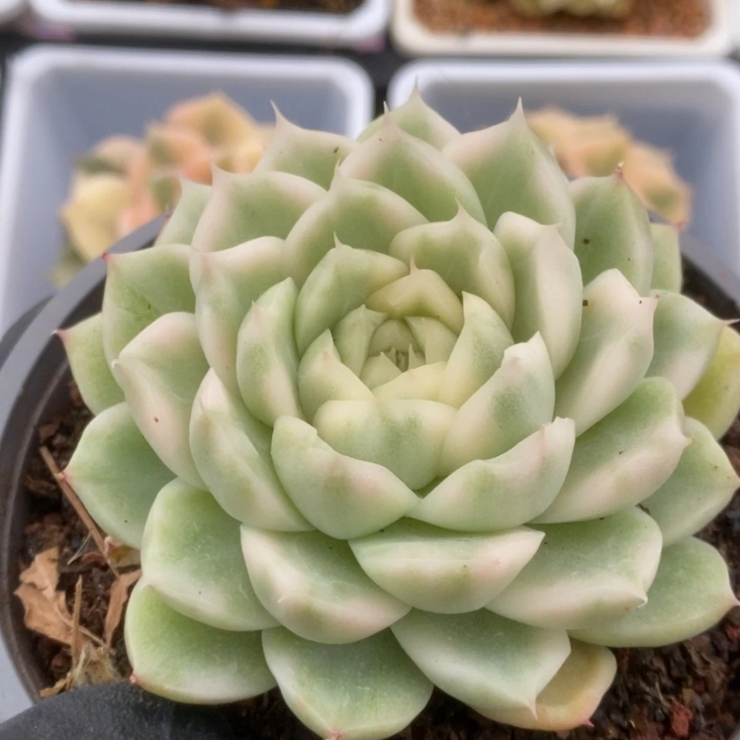 579白瓷麦杆锦锦锦锦锦锦