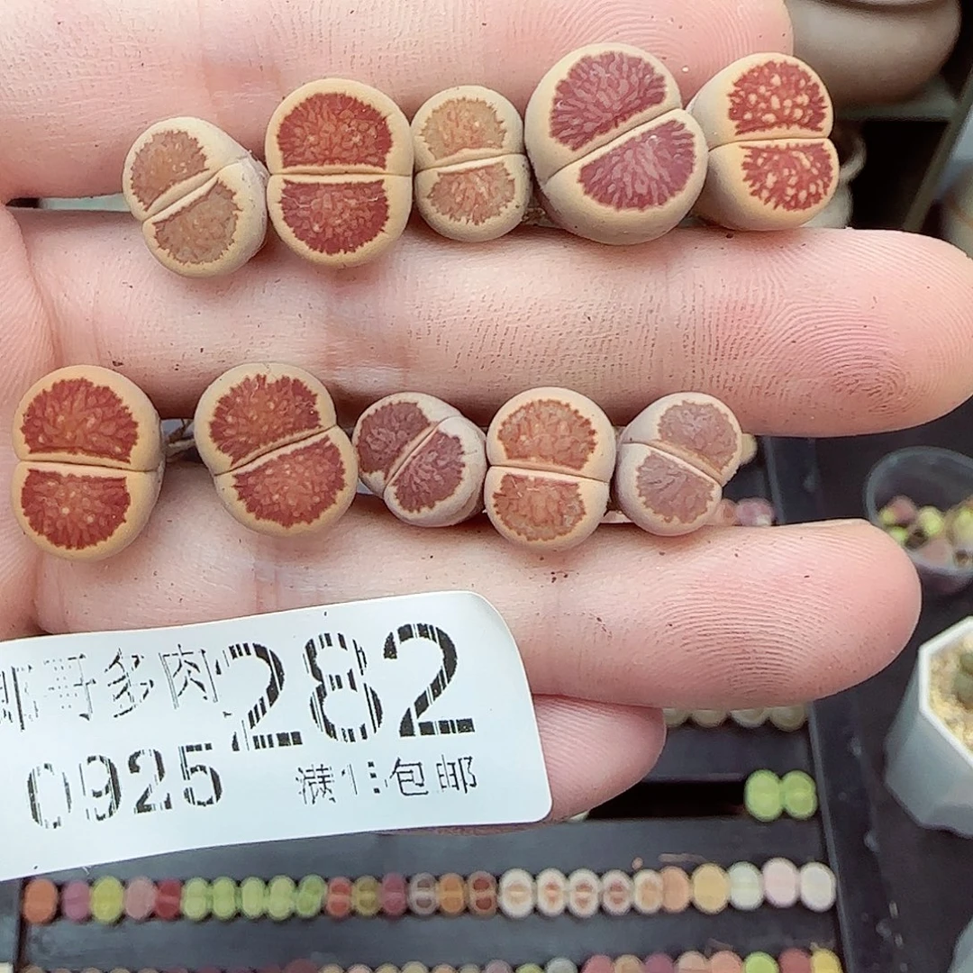 满满18包邮0925-282