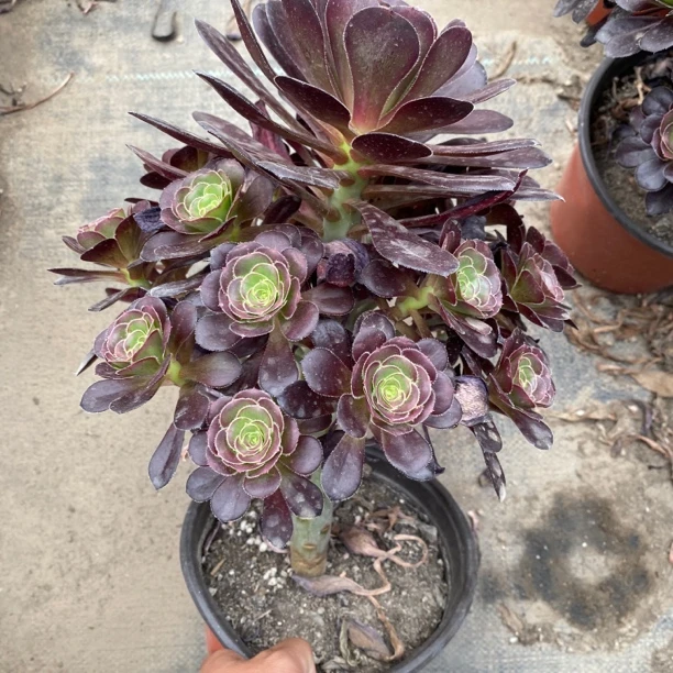 圆叶黑法师，小黑豆脱土裸根发货