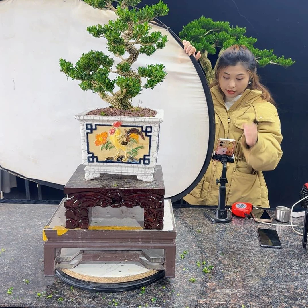 当前无花朵，栽培后可花朵