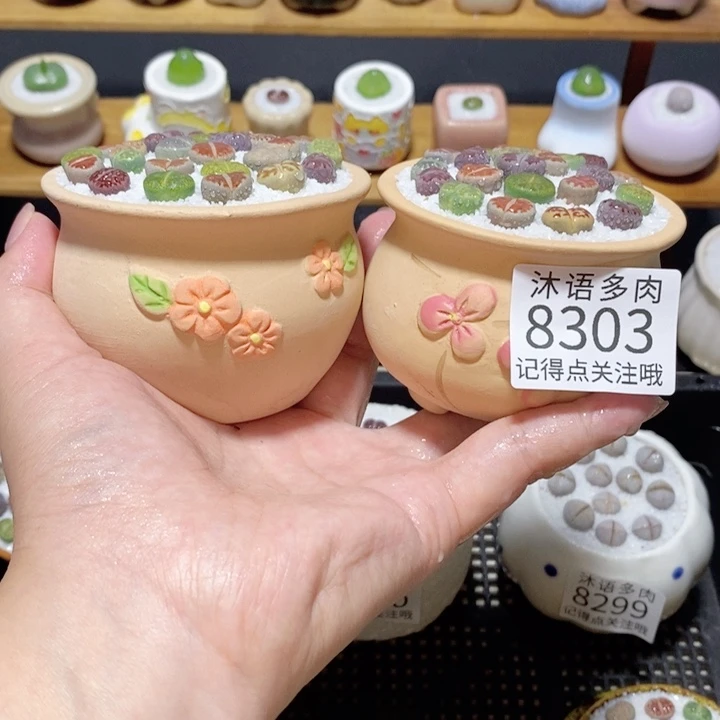 带盆土植物 精美盆栽8303