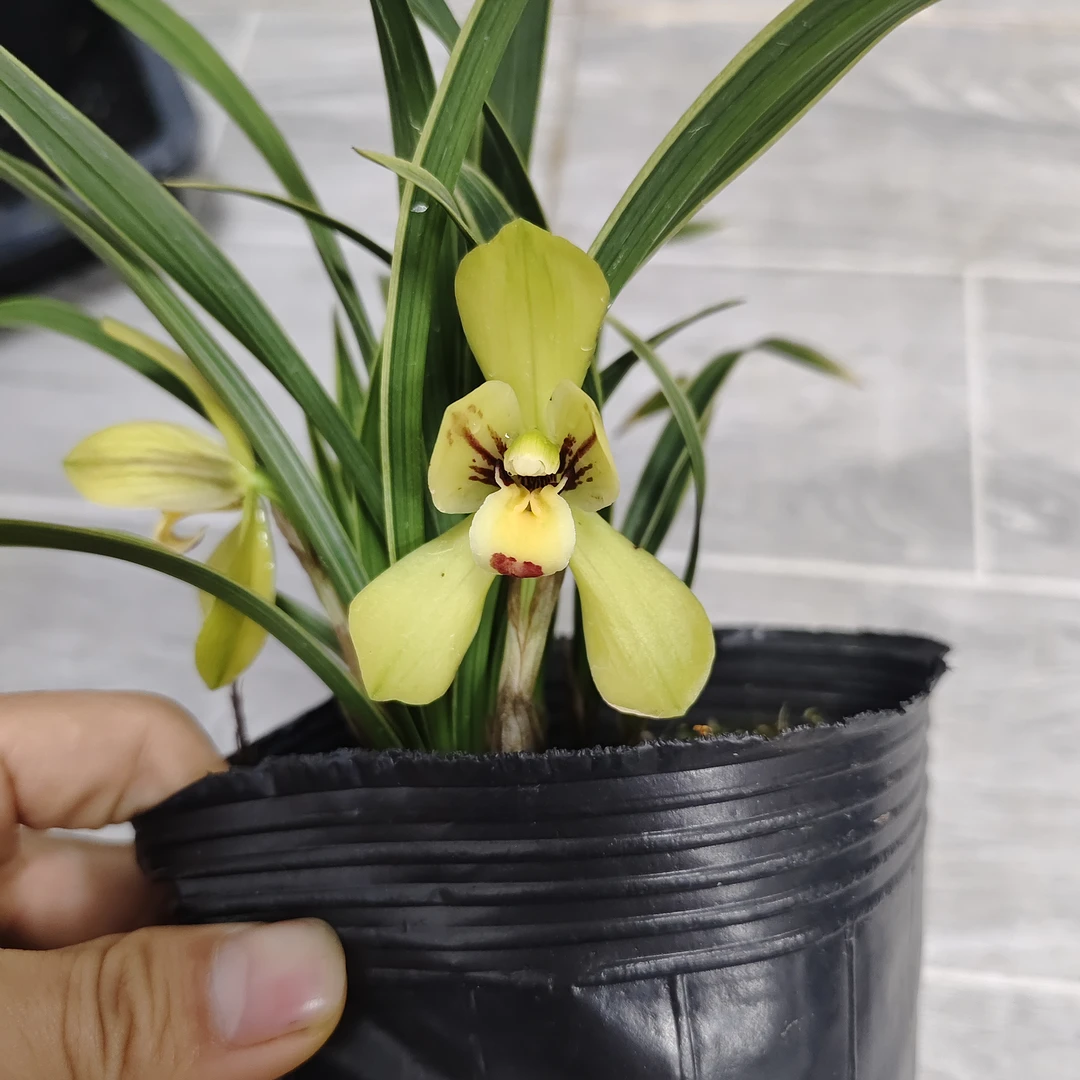 春兰【双美人】  花期12-来年3月