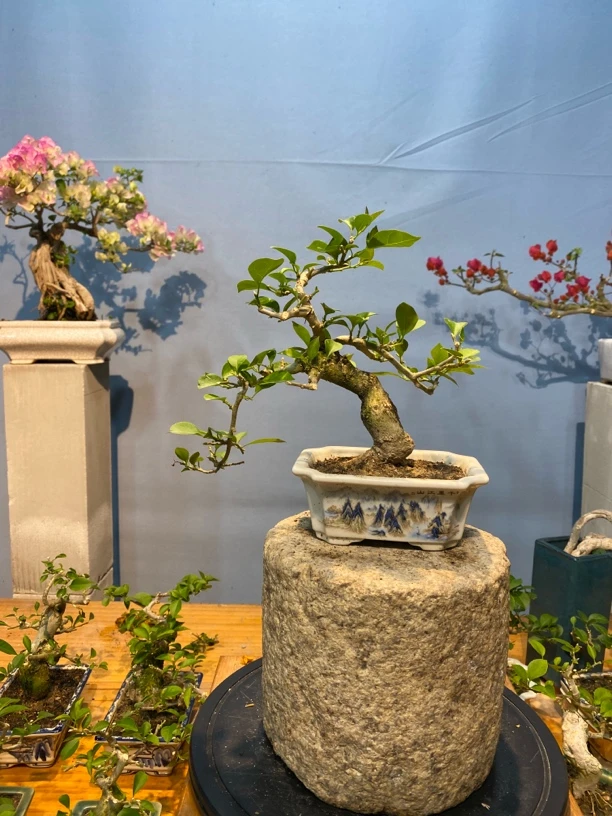 （一物一拍）小精品老桩三角梅大棵盆景三角梅老桩