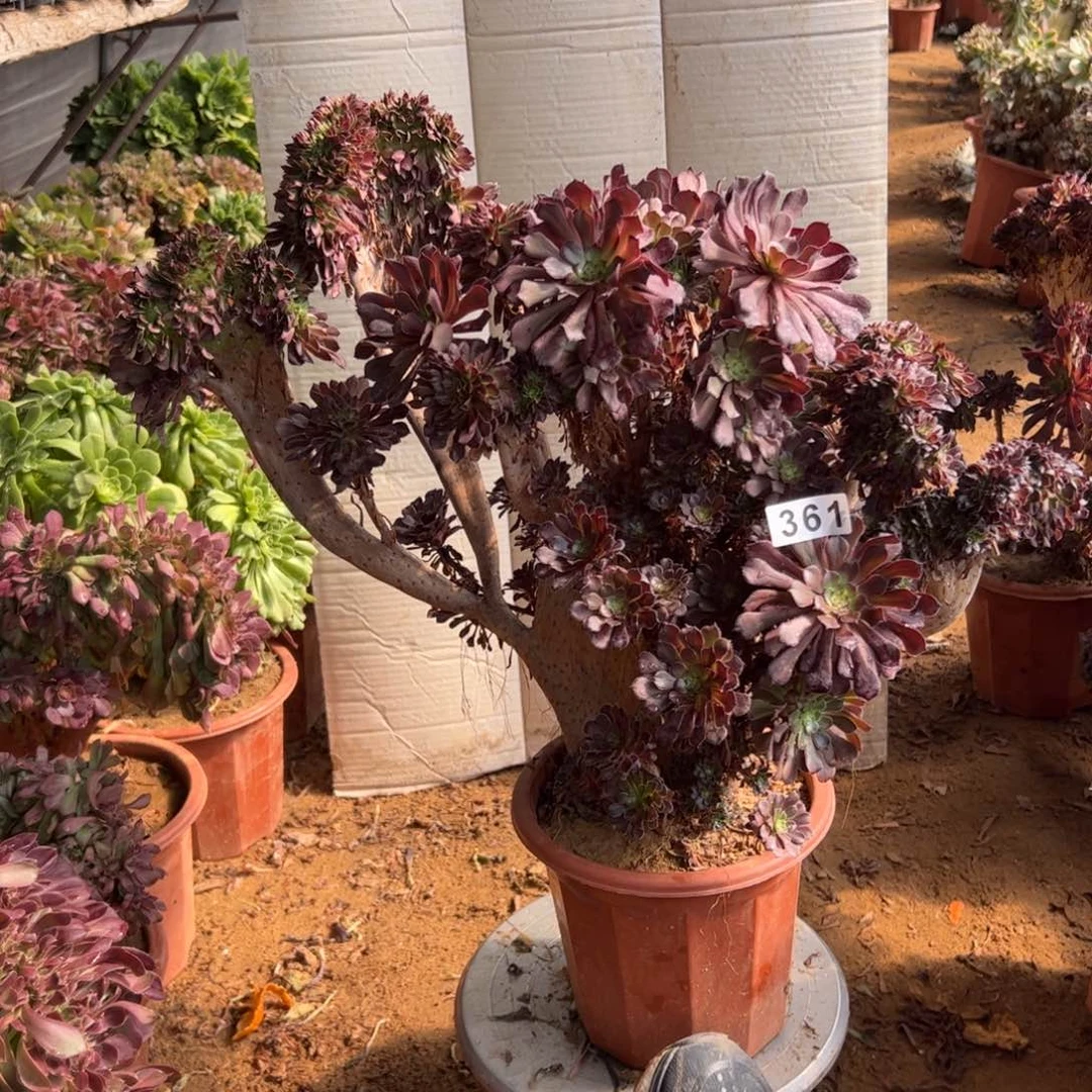 有伤铜壶361官府50