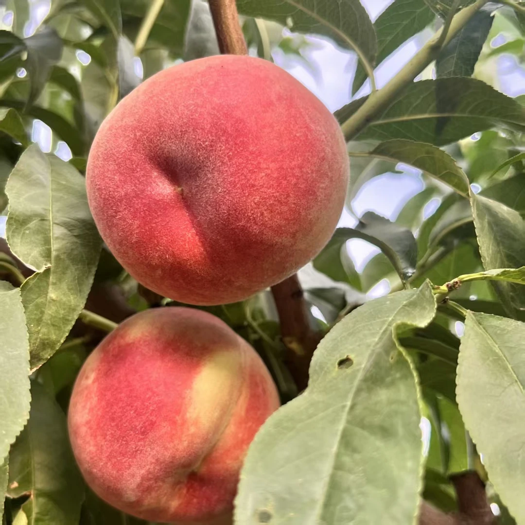 山西运城头茬水蜜桃新鲜脆甜水果毛桃当季新鲜水果果农直发包邮