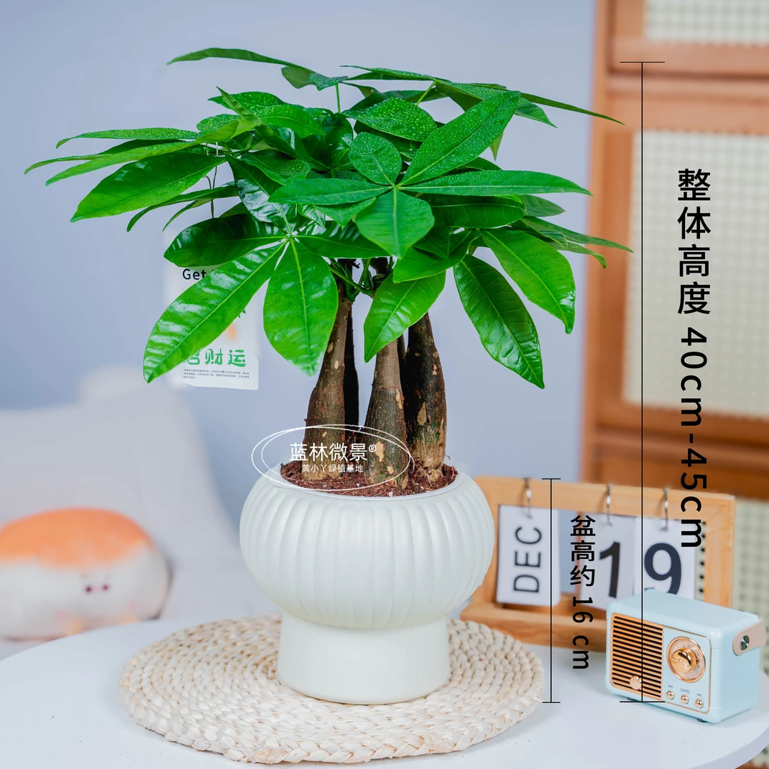 五福临门发财树（40-45cm)盆栽室内办公室懒人办公桌发财树盆栽