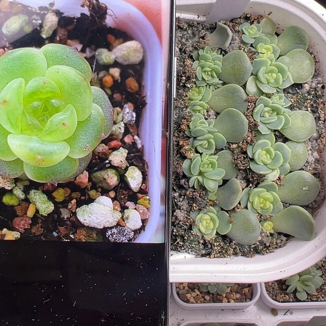 T N甜心随机发一个
