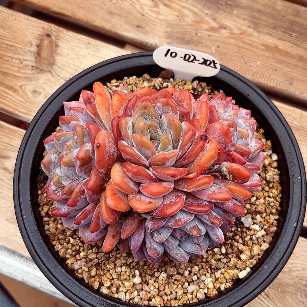 1002-205星影群。。。。