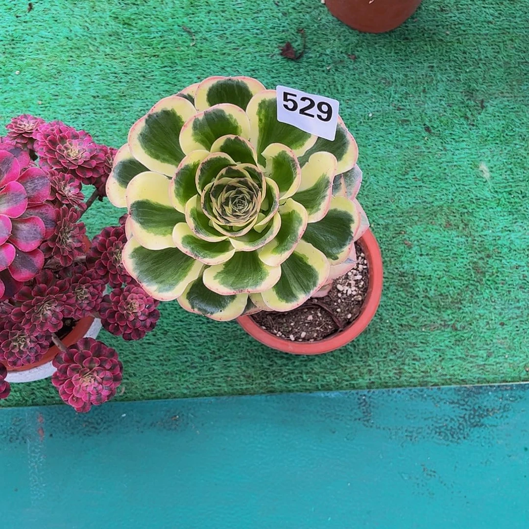 安****多肉燕姿000000529