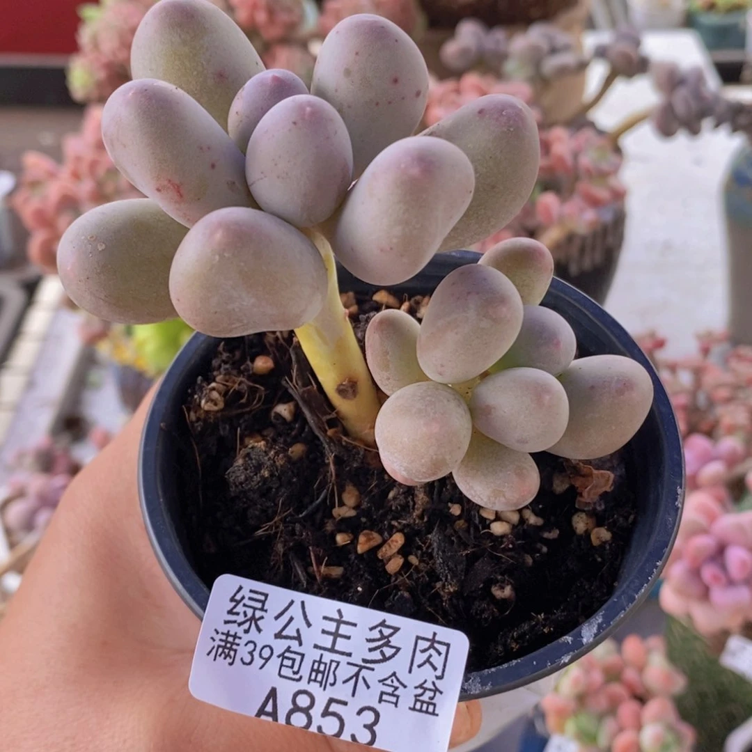 米可奶6cm853多肉植物