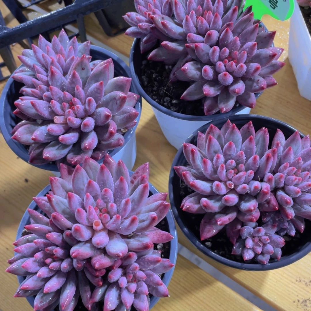 1534号 捡漏虞美人福利一颗