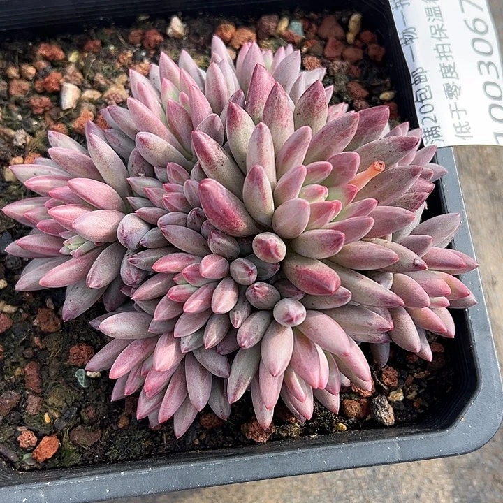 1003067 车厘子群生无砍11头