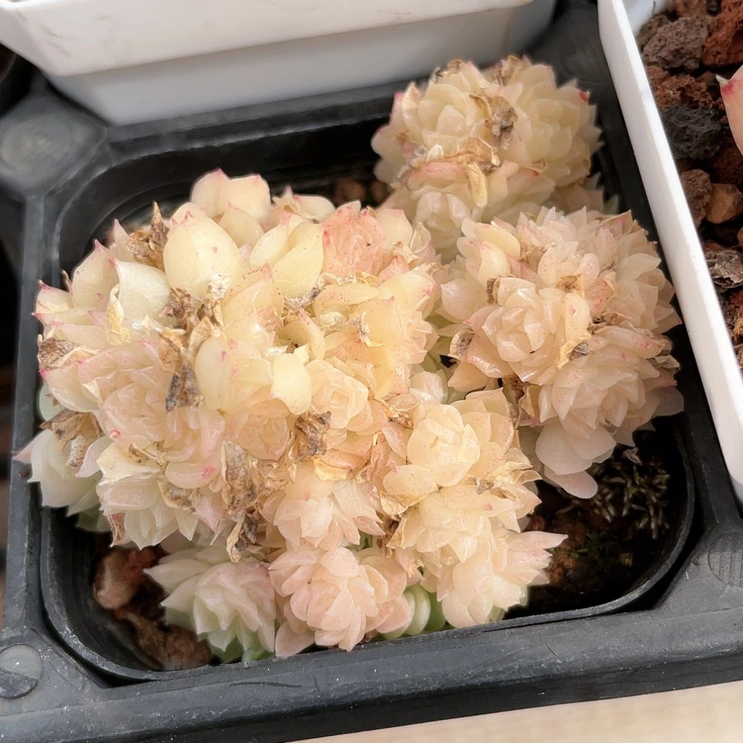 优选麦秆福利8757