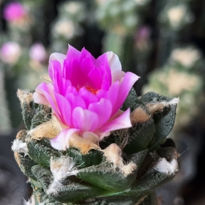 无花朵福利大尤辛顿牡丹143