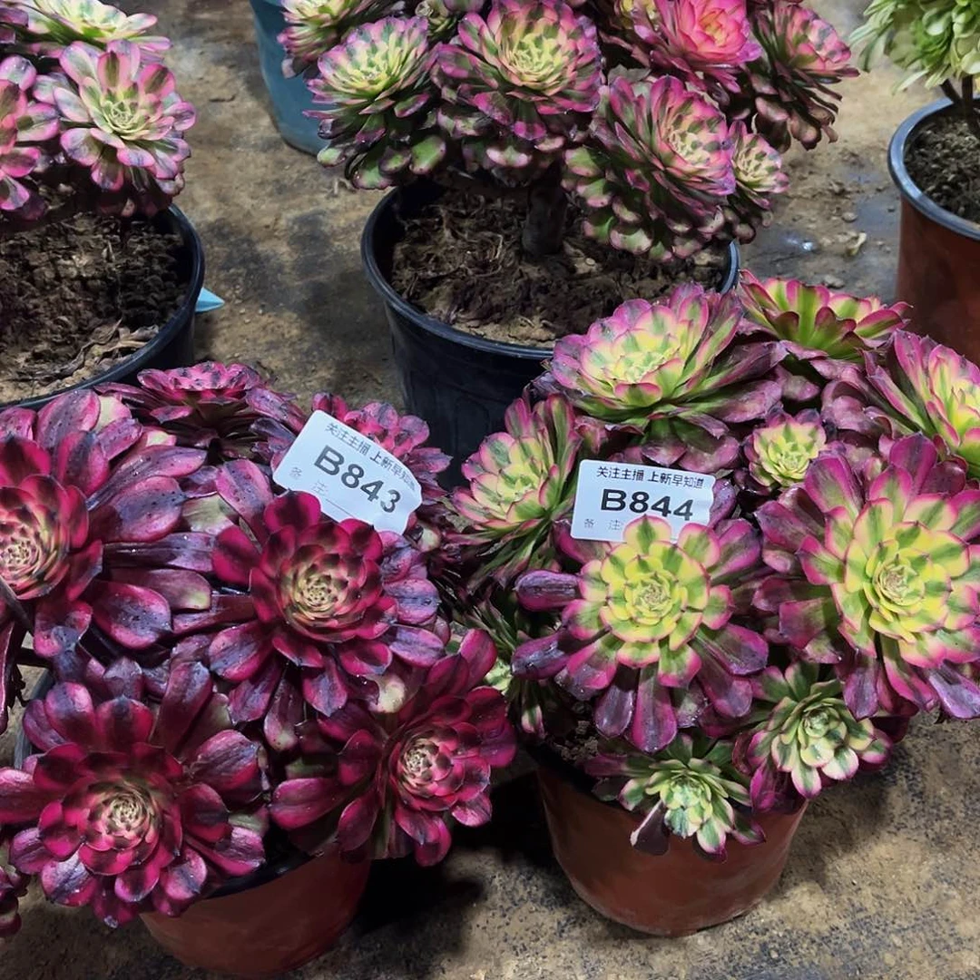 云**轻多肉843844美姬巫天际两颗