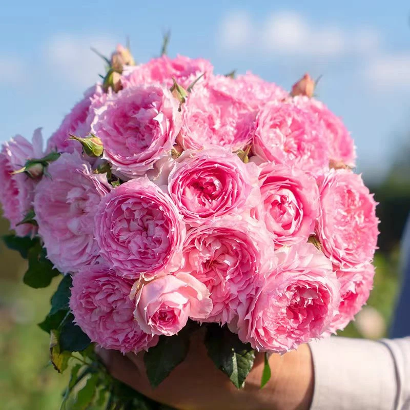 【溶溶月】高颜值丰花玫瑰多季花包对版