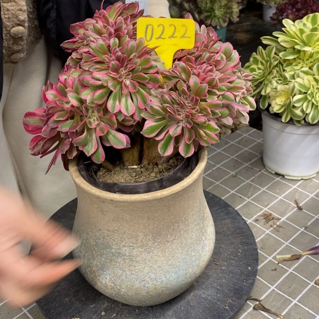 红陶@***?0222女郎缀一物一拍