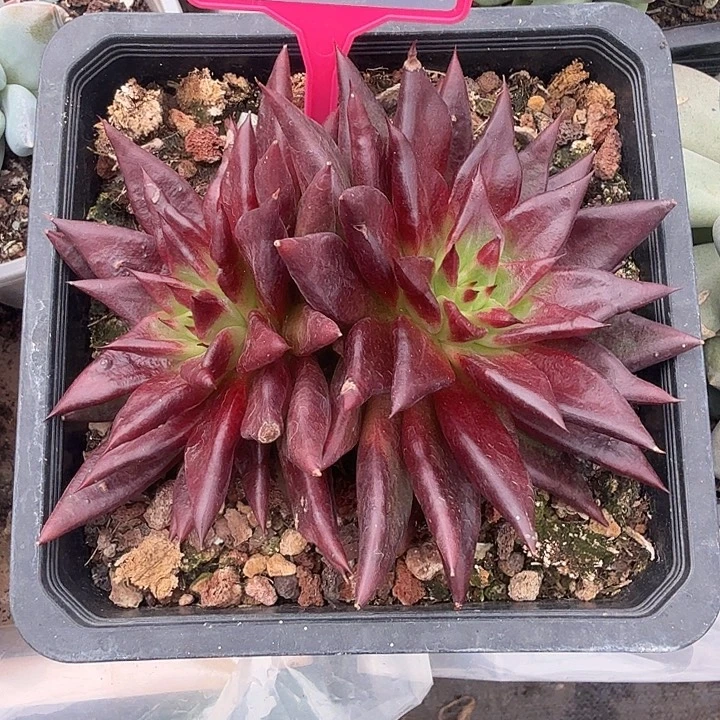 光阴一物一拍280.