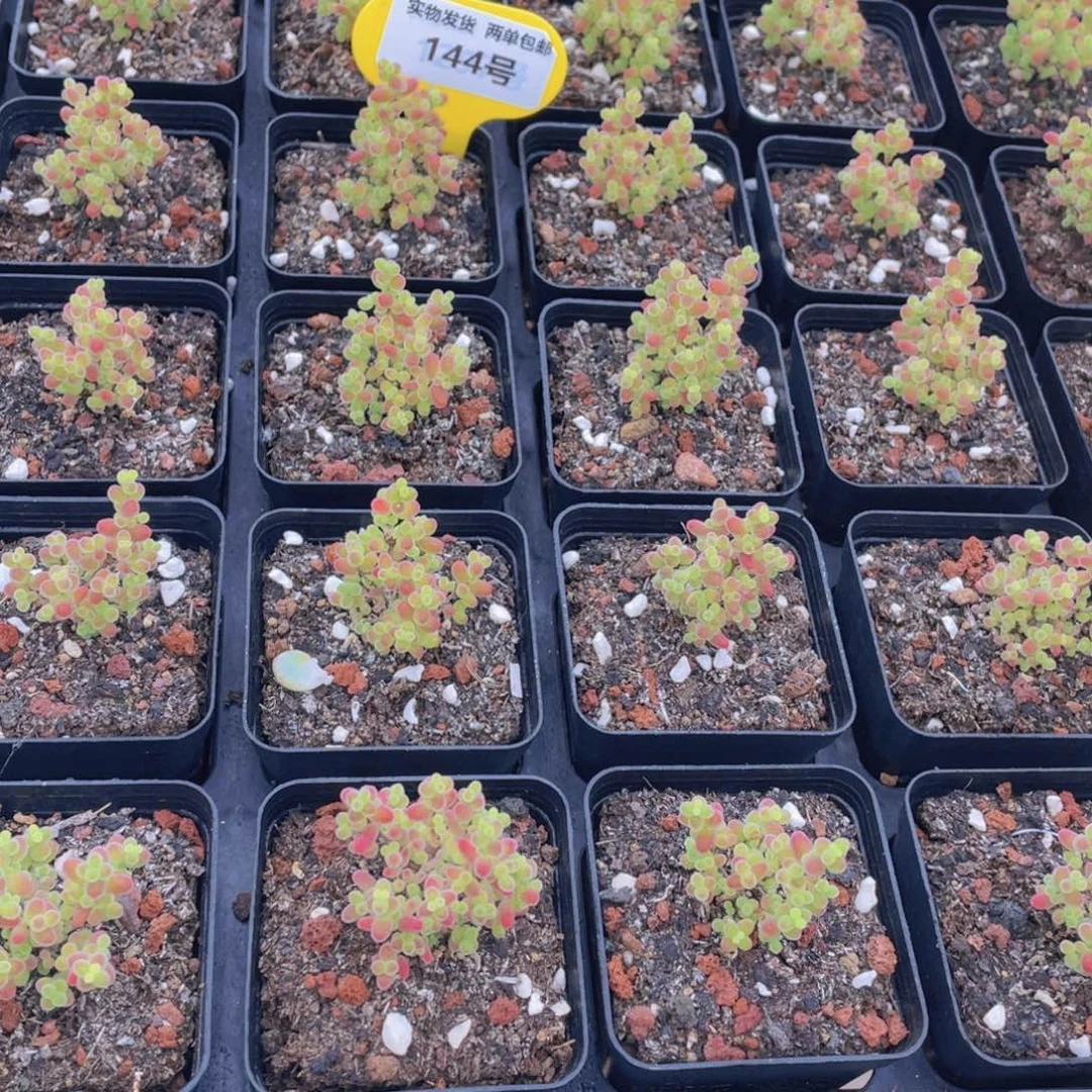 144号 糖果色 蜜橘枝干小树造型老桩群一个