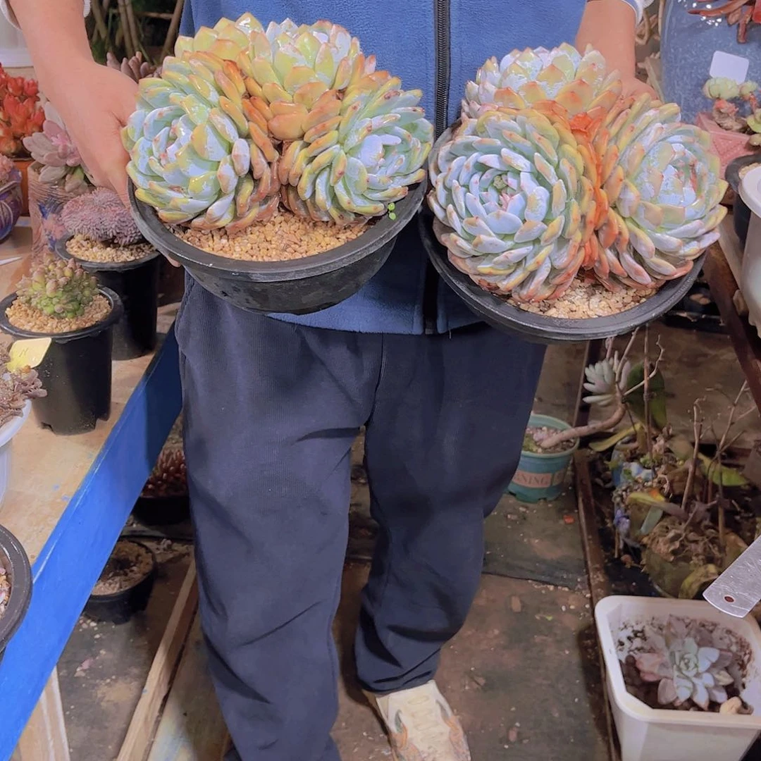 无*多肉植物保护研究所