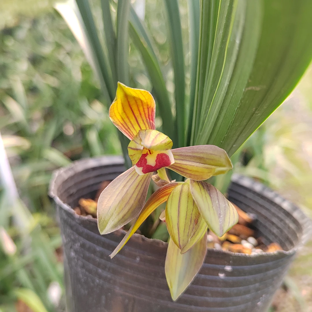 春剑：绿荷大荷瓣花复色浓香勤花