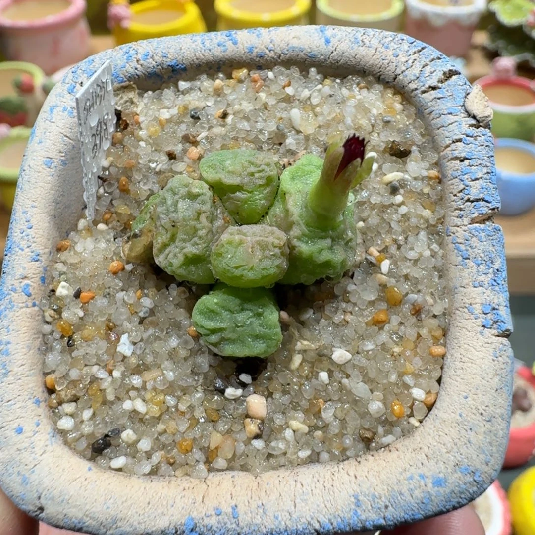 蘑菇1133烧麦多肉植物