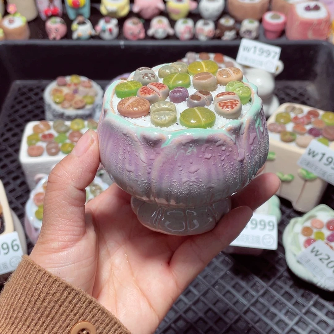 蒙**儿w2003 带盆土发货-零下地区拍保温箱