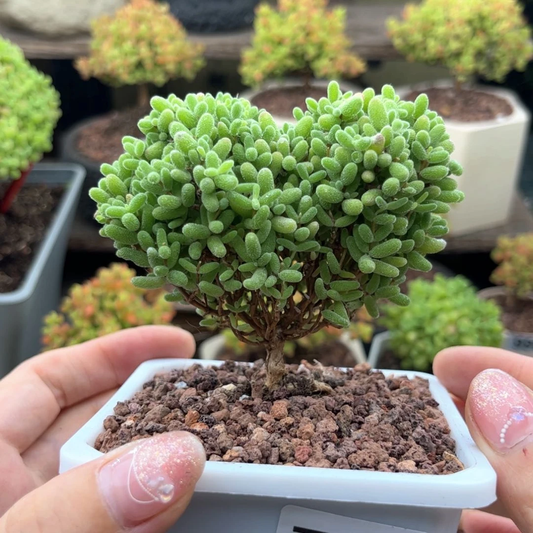 无花朵767蜜桔可爱多肉