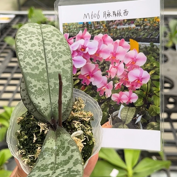 完全开放2.5寸杯m606脉纹西