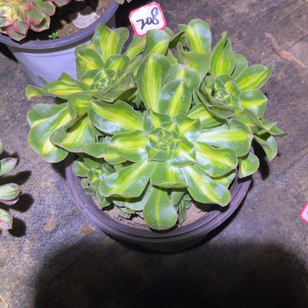 208多肉植物暴君群生砍过
