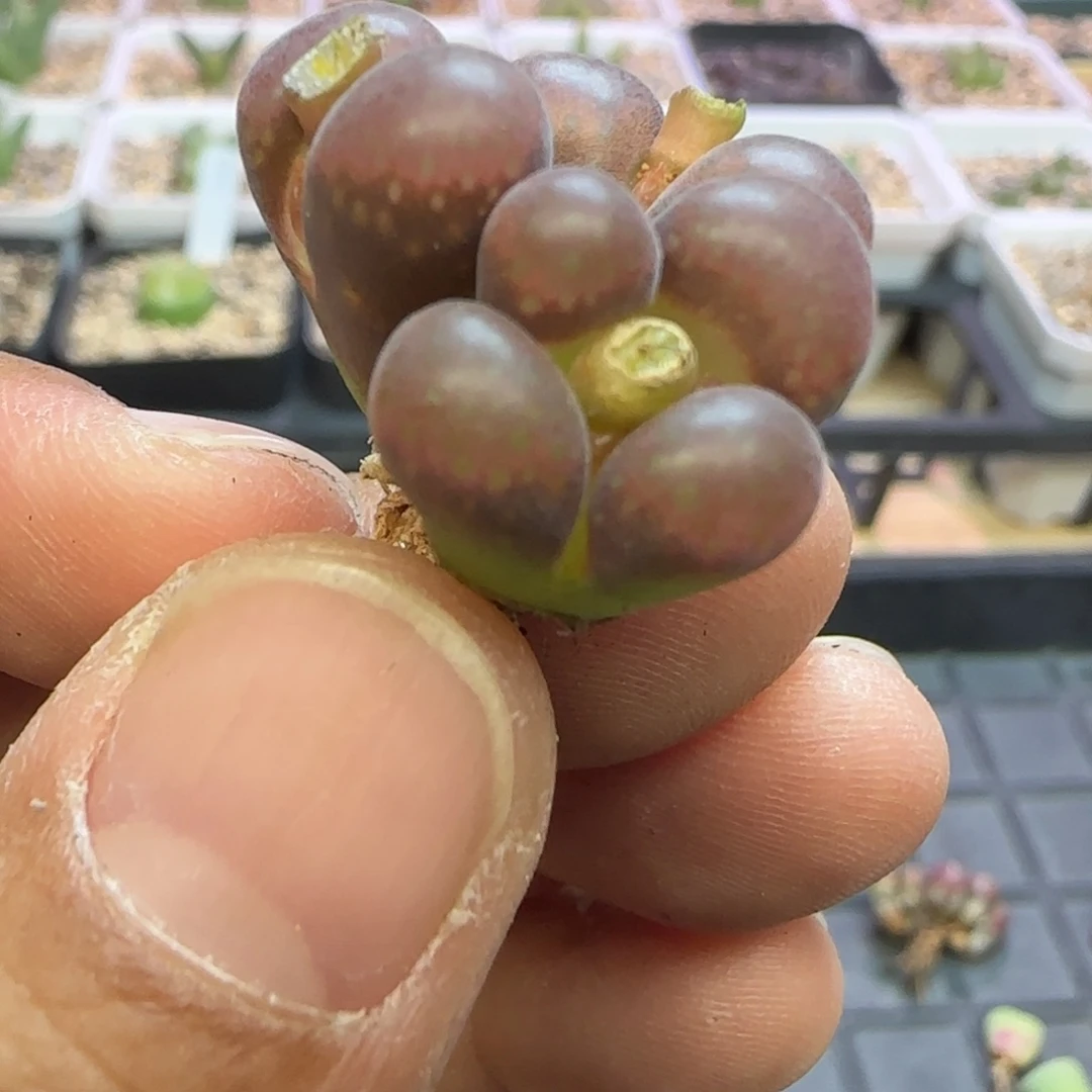白花缀化红风铃一颗