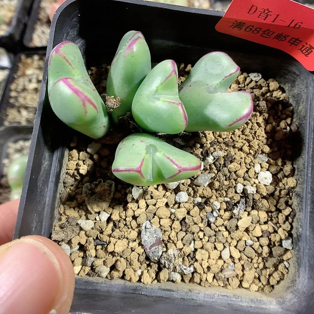 【闪购商品】1-16-52 少将 20