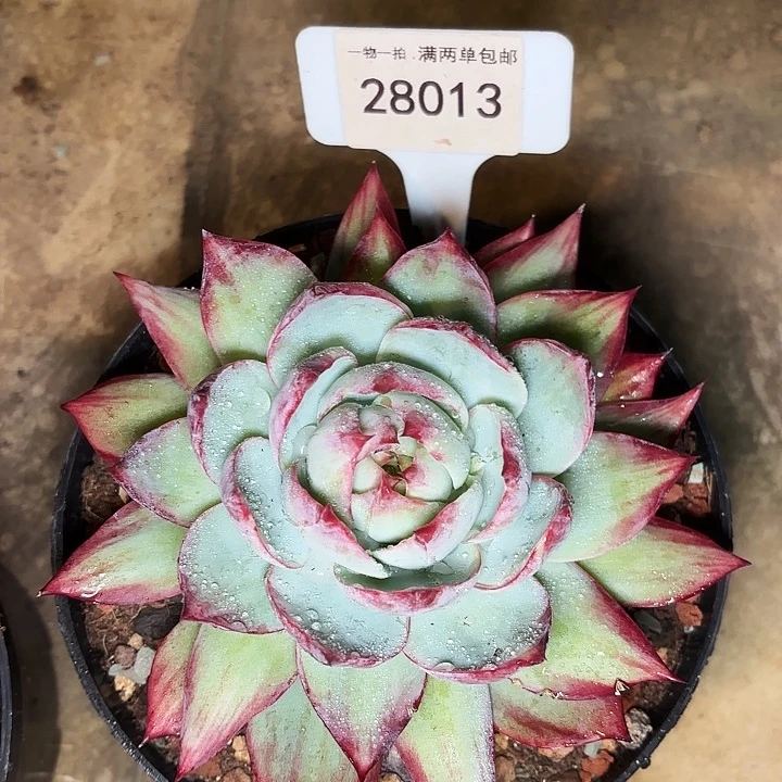 以**魂惊鸿一物一拍28013