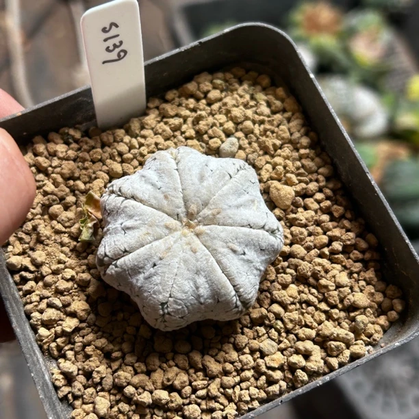 园艺仙人球/兜/实生海星体浓白超兜/s139