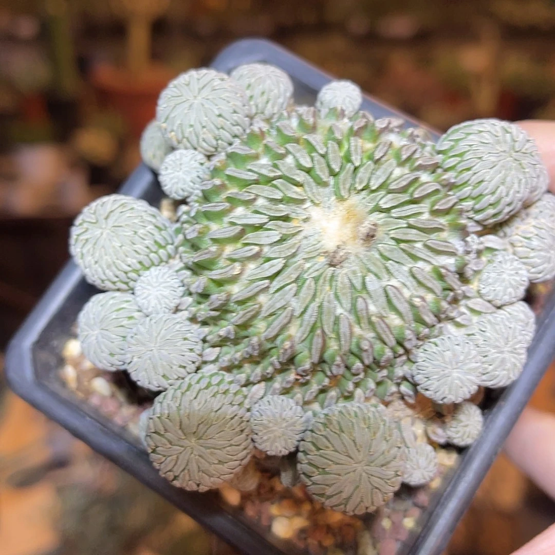 精巧丸仙人球一物一拍