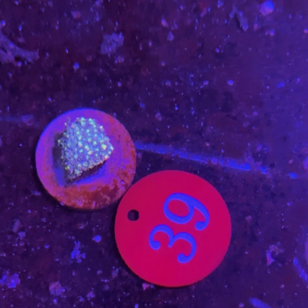 万鱼来朝海水观赏