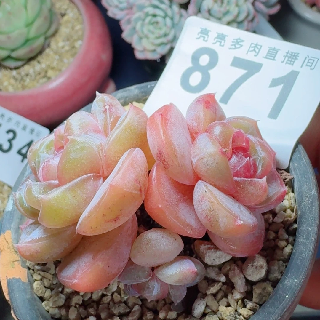 汉堡珍妮      愿你一路坦途，乘风破浪展宏图