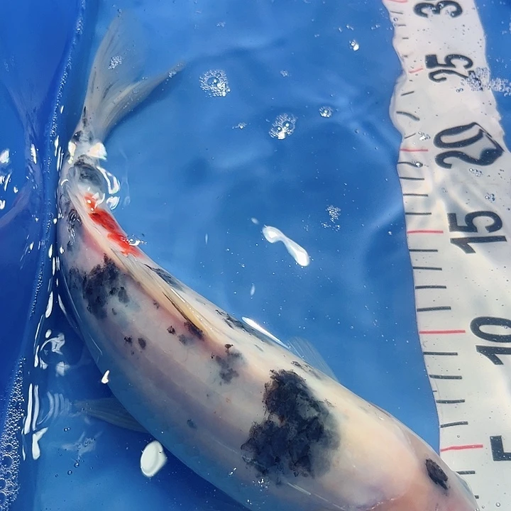 锦鲤锦鲤锦鲤冷水鱼