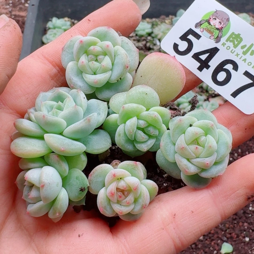 多肉植物多肉植物