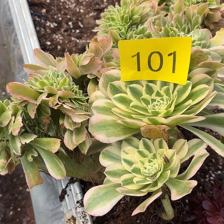 多肉植物福利101