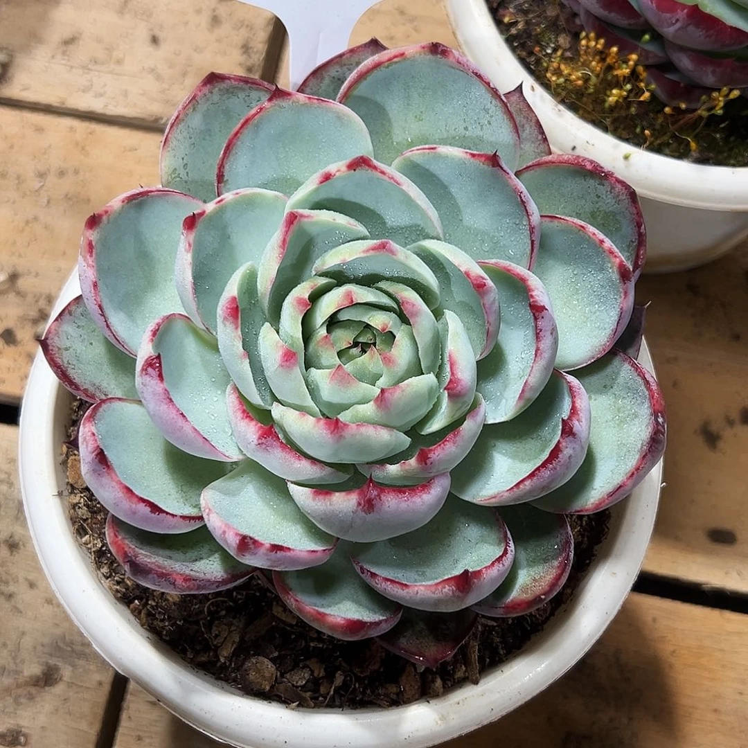 风***由惊鸿仙子一物一拍284号